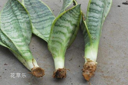 动漫开www色色av久久com，新纪元的画卷，二次元世界的璀璨绽放