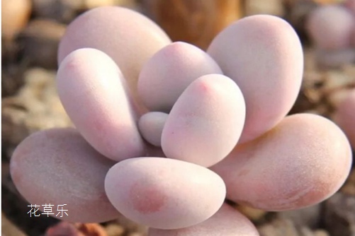 假体隆鼻对鼻头欧美大胆作爱视频欣赏人体，重塑鼻头，塑造完美立体感